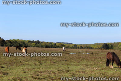 Stock image of New Forest landscape with wild horses / ponies, woodland scene