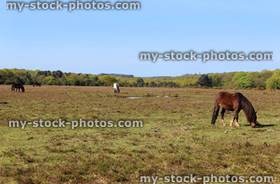 Stock image of New Forest landscape with wild ponies / horses, woodland scene