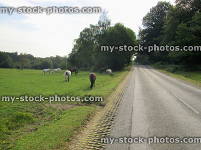 Stock image of brown New Forest ponies / wild horses, by road