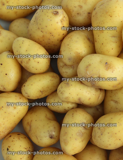 Stock image of small Jersey Royals new potatoes, for potato salad