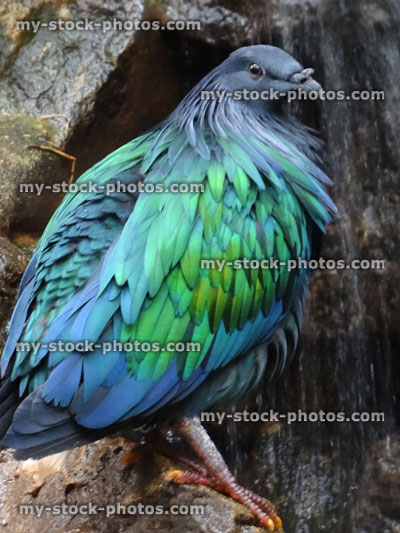 Stock image of wild Nicobar pigeon bird, glossy feathers (Caloenas nicobarica)