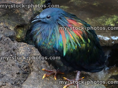 Stock image of wild Nicobar pigeon bird, glossy feathers (Caloenas nicobarica)