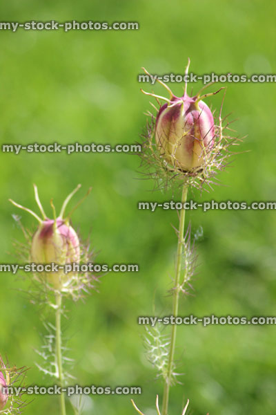 Stock image of love in a Mist seed heads / seed pods, nigella flowers