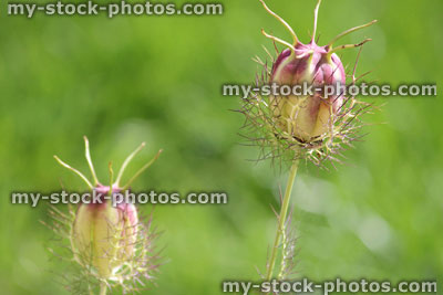 Stock image of love in a Mist seed heads / seed pods, nigella flowers