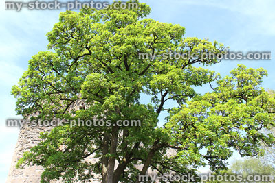 Stock image of sycamore tree in full sunshine, blue sky