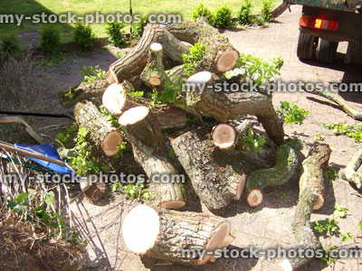 Stock image of English oak tree logs / firewood, pruned by tree surgeon, branches
