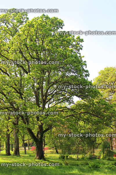 Stock image of large common English oak tree (quercus robur) in park