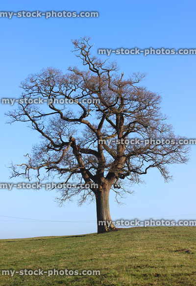 Stock image of English oak tree in winter, without leaves, bare branches