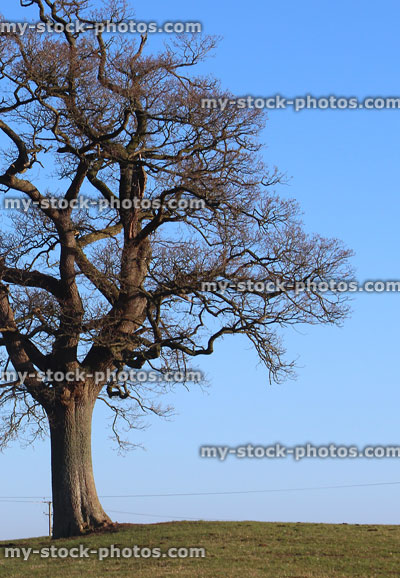 Stock image of English oak tree in winter, branches, trunk, no leaves