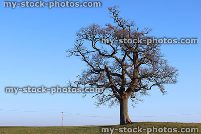 Stock image of English oak tree in winter, no leaves, blue sky