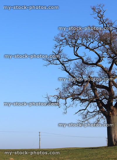Stock image of winter oak tree with no leaves, blue sky background