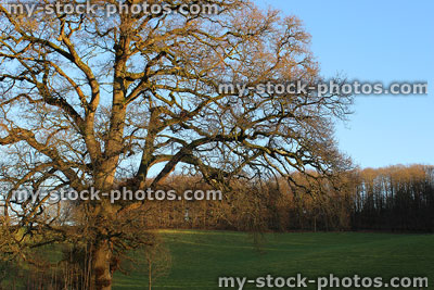 Stock image of single English oak tree (quercus robur) in field