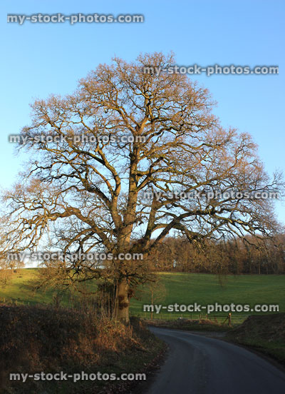Stock image of healthy English oak tree (quercus robur) in field