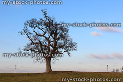 Stock image of single English oak tree in the winter, blue sky