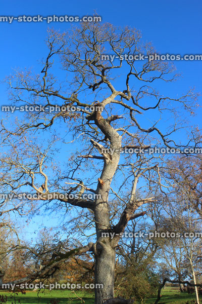 Stock image of English oak tree (Quercus robur) winter, no leaves, deciduous, storm damaged, winter oak