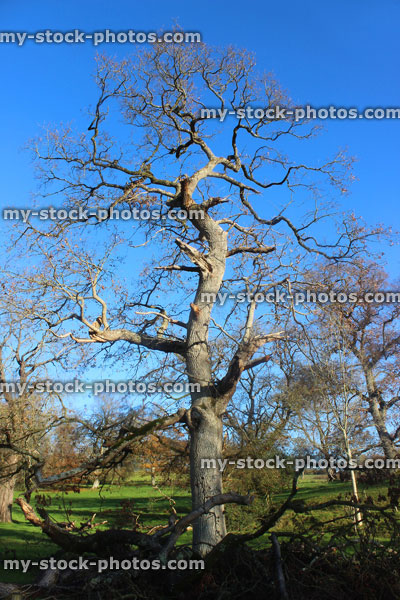 Stock image of English oak tree (Quercus robur) winter, no leaves, deciduous, storm damaged, winter oak