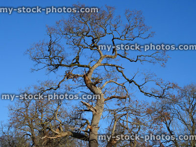 Stock image of English oak tree (Quercus robur) in winter, no leaves, deciduous, winter oak