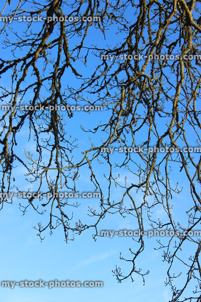 Stock image of branches / twigs of oak tree in winter, no leaves