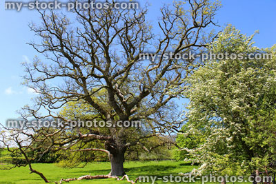 Stock image of old and new dying English oak tree by young hawthorn