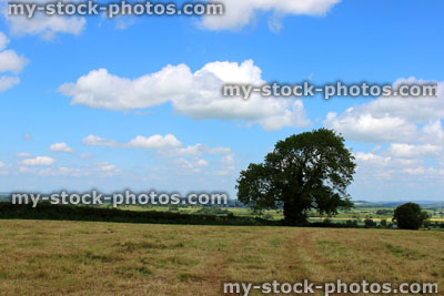 Stock image of farm field, harvested crop, countryside views, oak tree