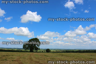 Stock image of farm field, harvested crop, countryside views, oak tree, blue sky