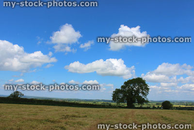 Stock image of farm field, harvested crop, agriculture, oak tree, cloudy blue sky