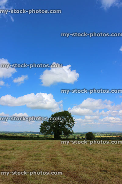 Stock image of farm field, harvested crop, countryside views, oak tree, blue sky
