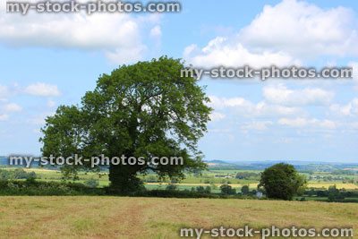 Stock image of ancient oak tree in farm field, countryside landscape