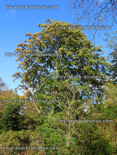 Stock image of large English oak tree (quercus robur) yellow autumn leaves, fall colours