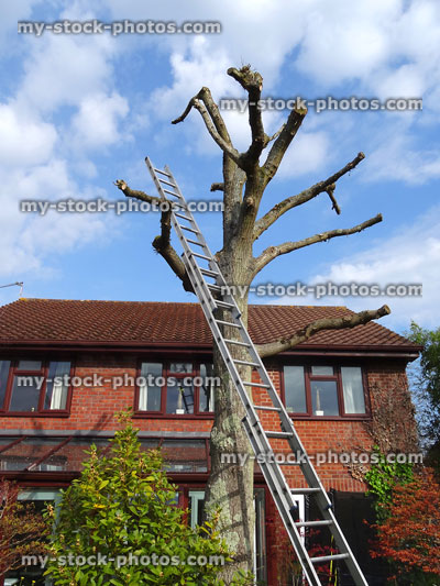 Stock image of oak tree with ladder / house, after being pruned