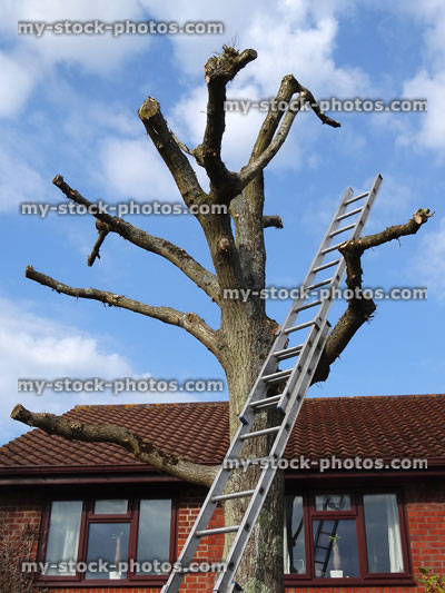 Stock image of tree surgeon ladder leaning against pruned oak
