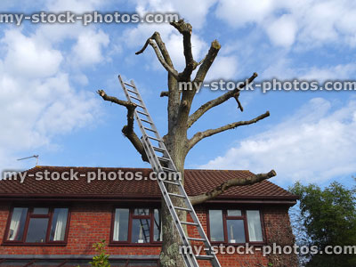Stock image of English oak pruned by tree surgeon, growing by house