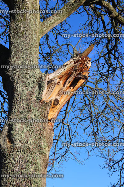 Stock image of large snapped branch on oak tree, storm damage