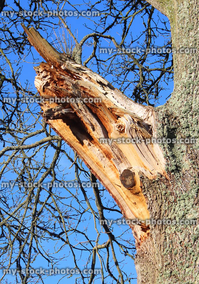 Stock image of torn branch stub of English oak tree, storm damage