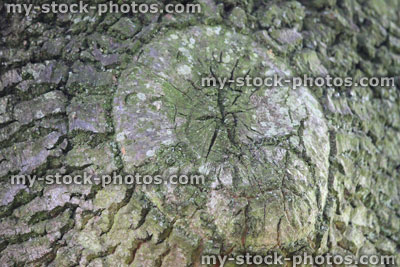 Stock image of branch callus / healed pruning scar on oak tree trunk bark