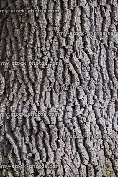 Stock image of fissured bark on English oak tree close up (quercus robur)