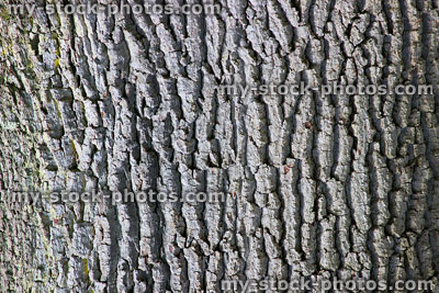 Stock image of English oak tree bark, fissured / craggy trunk (quercus robur)