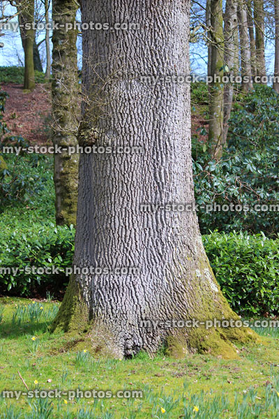 Stock image of English oak tree trunk and buttress (Quercus robur)
