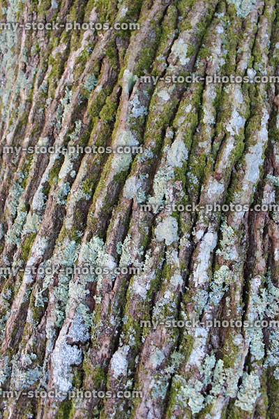 Stock image of bark / lichen on English oak tree trunk (quercus robur)