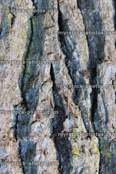 Stock image of bark texture of English oak tree trunk (quercus robur)