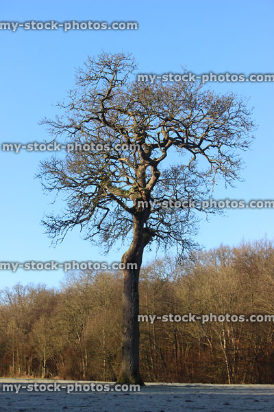 Stock image of deciduous English oak tree (Quercus robur), twisted trunk, winter field