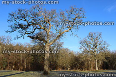 Stock image of deciduous English oak tree in winter (Quercus robur), no leaves