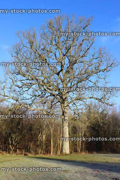 Stock image of deciduous English oak tree in winter (Quercus robur), straight trunk