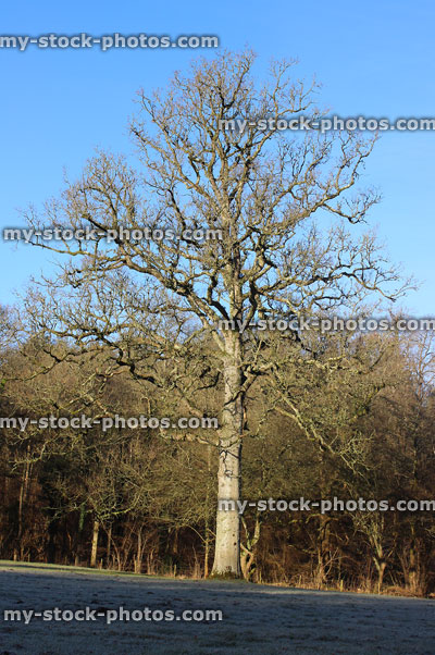 Stock image of tall English oak tree in winter (Quercus robur), straight trunk