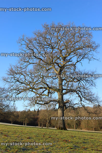 Stock image of single winter oak tree (Quercus robur), growing in field