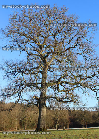 Stock image of English oak in winter, deciduous tree with no leaves
