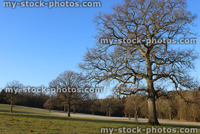 Stock image of deciduous common English oak tree in winter (Quercus robur)