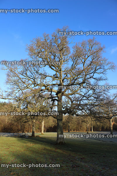 Stock image of deciduous common oak tree with no leaves, winter field