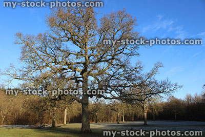 Stock image of single deciduous English oak tree in winter (Quercus robur)