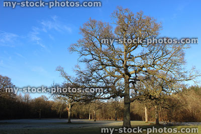 Stock image of deciduous English oak tree in winter (Quercus robur), countryside landscape